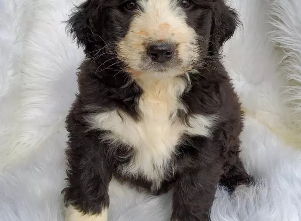 Bernedoodle - Standard - Daisy