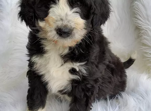 Bernedoodle - Standard - Frankie