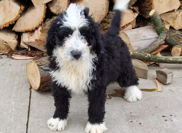 Bernedoodle - Standard - Piper