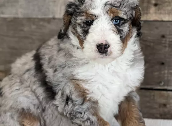 Bernedoodle - Standard - Brooke