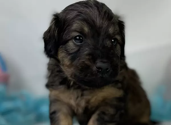 Mini Goldendoodle - David