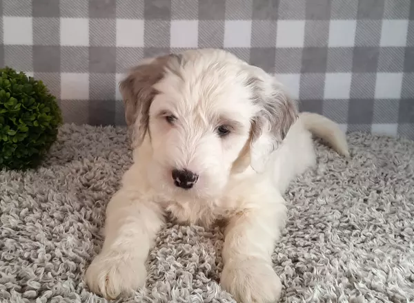 Mini Sheepadoodle - Lighting