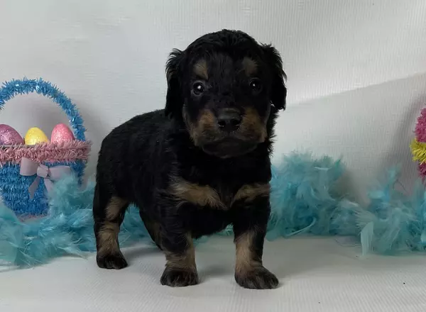 Mini Goldendoodle - Duke