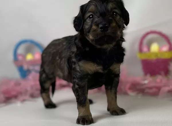 Mini Goldendoodle - Anna