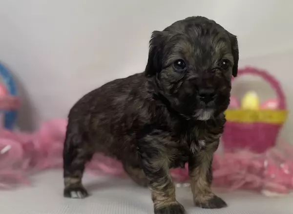 Mini Goldendoodle - Ariel
