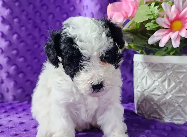 Toy Poodle - Pansy