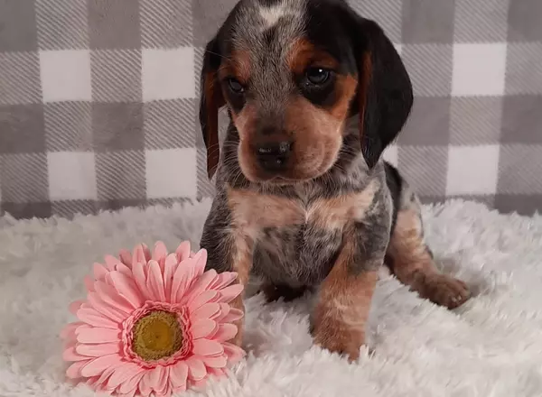 American Beagle - Shadow