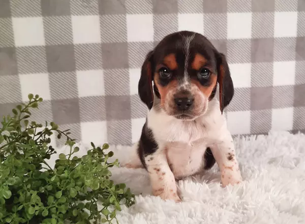 American Beagle - Smokey