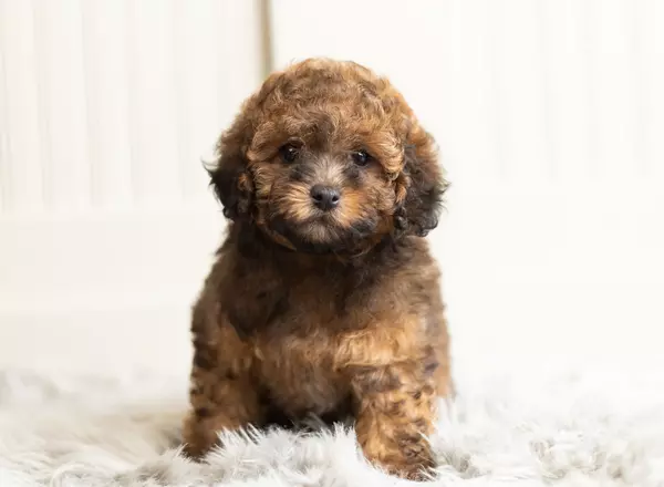 Toy Poodle - AKC Indy