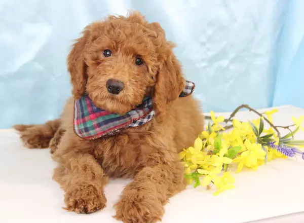 Mini Goldendoodle - Koan