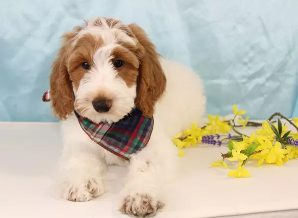 Mini Goldendoodle - Argo