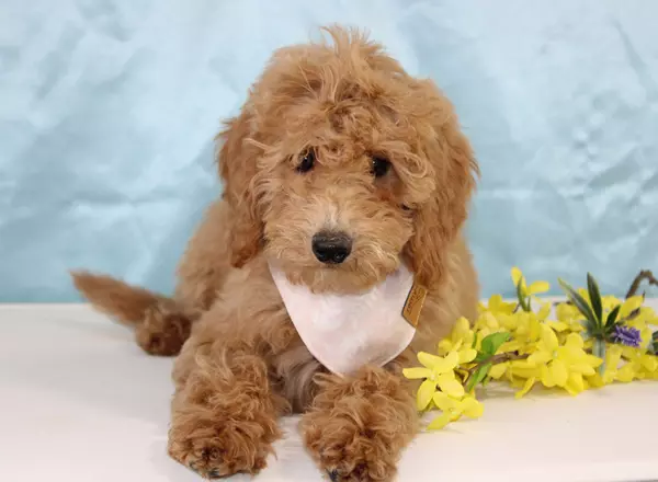 Mini Goldendoodle - Cleopatra