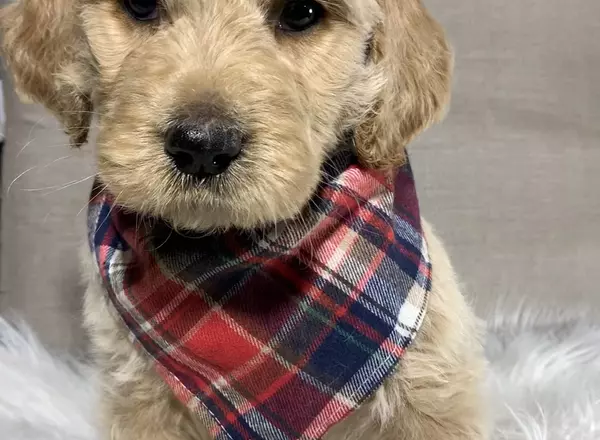 Goldendoodle - Huck