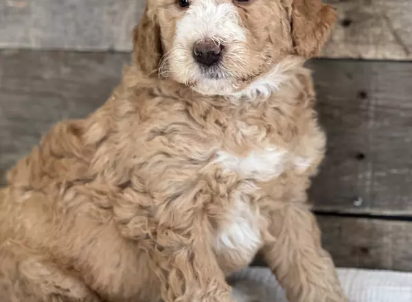 Bernedoodle - Standard - Brie