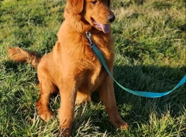 Golden Retriever - Ranger