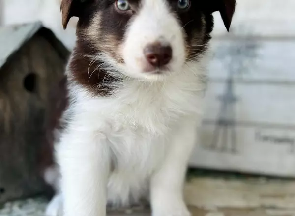 Australian Shepherd - Latte rtf