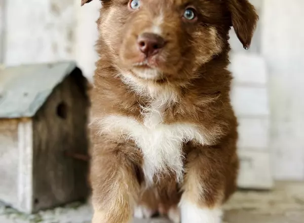 Australian Shepherd - Espresso