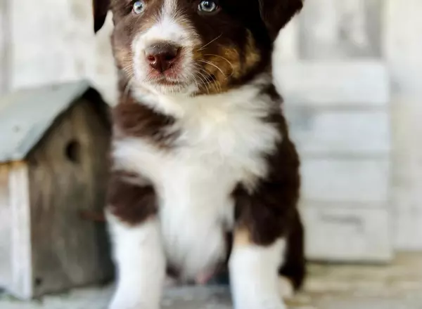 Australian Shepherd - AKC Cocoa