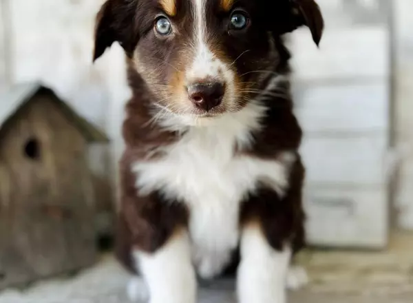 Australian Shepherd - AKC Chai