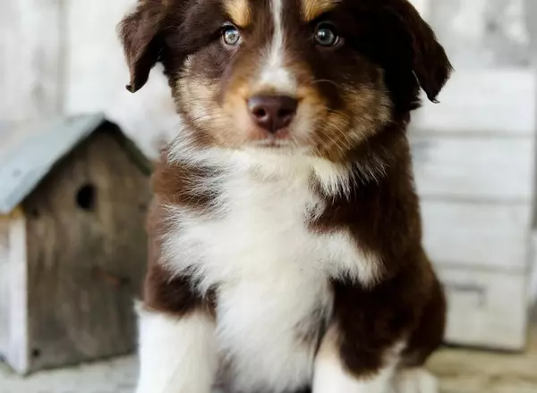 Australian Shepherd - Forest rtm