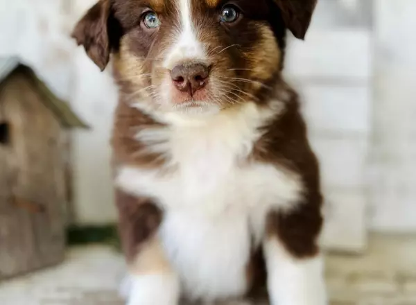 Australian Shepherd - Atlas rtm