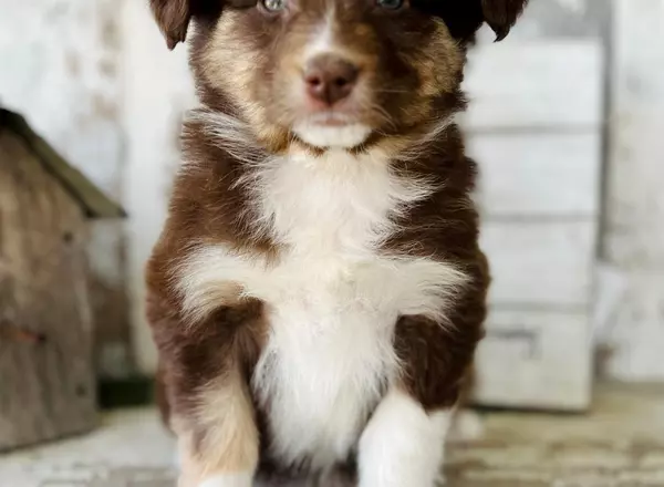 Australian Shepherd - Dream rtf