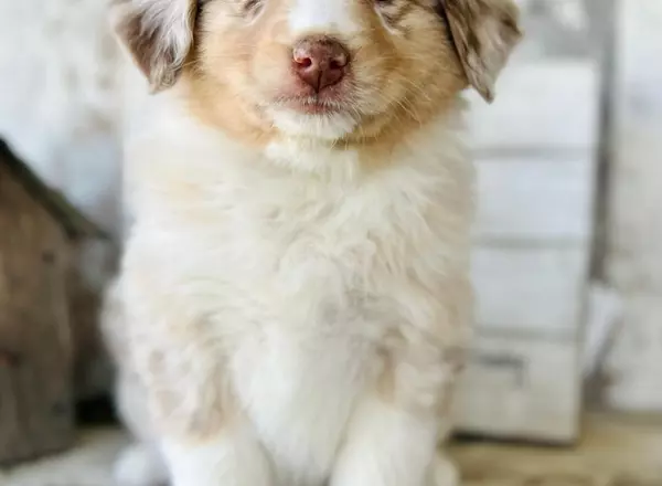 Australian Shepherd - Honey rmf