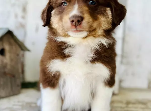 Australian Shepherd - Ash rtm