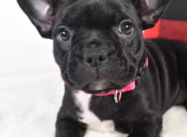 Frenchton - Lily