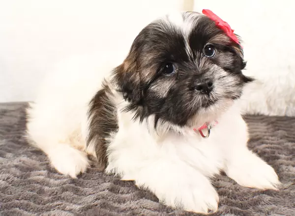 Shih Tzu - Patty