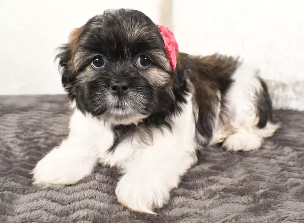 Shih Tzu - Princess