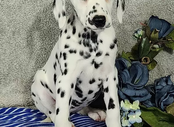 Dalmatian - Fran