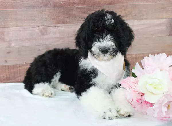 Bernedoodle - Standard - Mackenzie