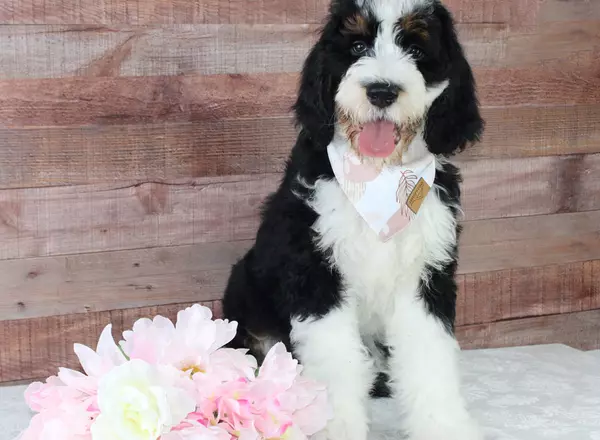 Bernedoodle - Standard - Betti