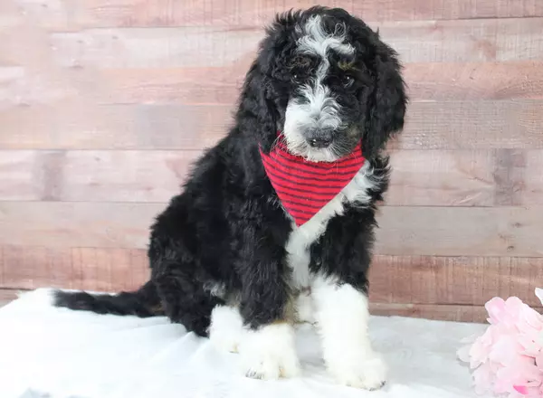 Bernedoodle - Standard - Maxwell