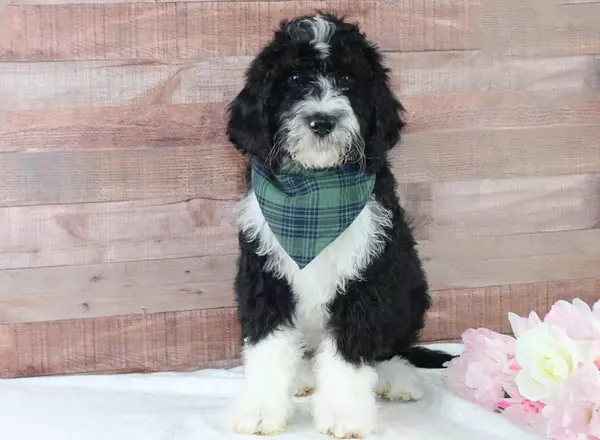 Bernedoodle - Standard - Zhayd