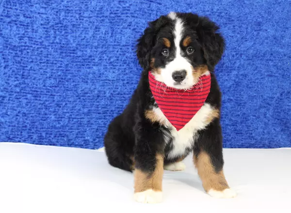 Bernese Mountain Dog - Cutler