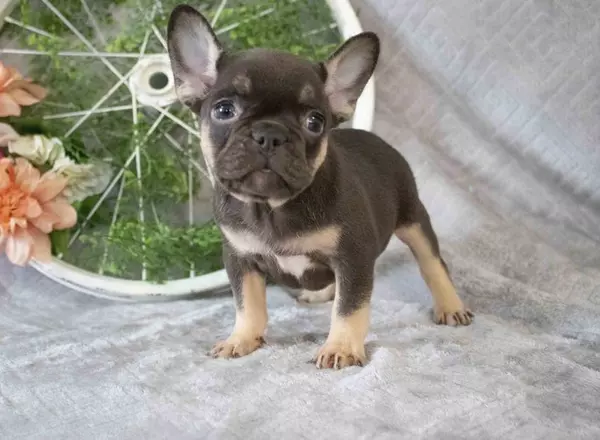 French Bulldog - Kacey