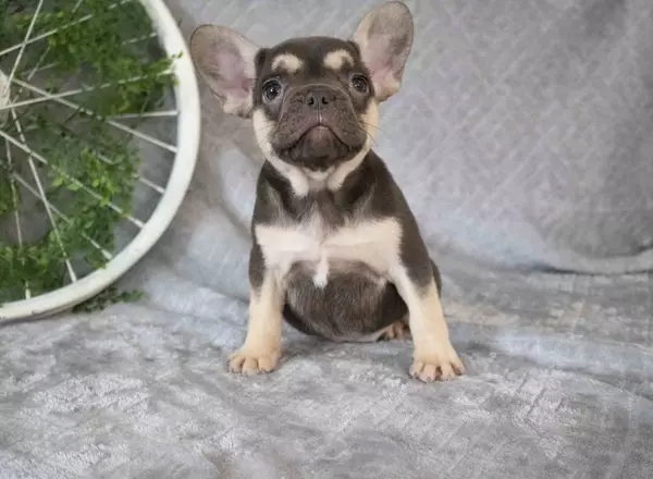 French Bulldog - karla