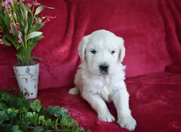 Golden Retriever - English Cream - Rubble