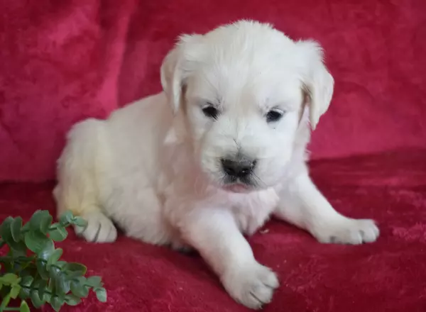 Golden Retriever - English Cream - Rascal