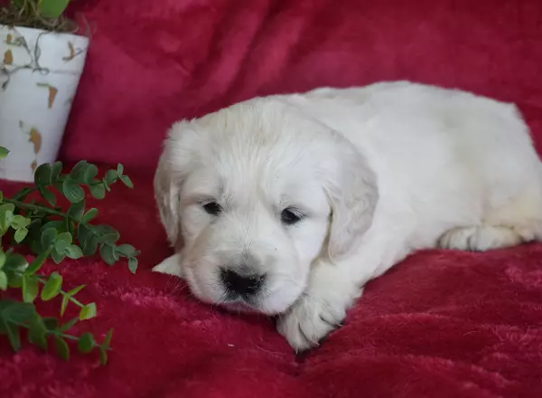 Golden Retriever - English Cream - Raine