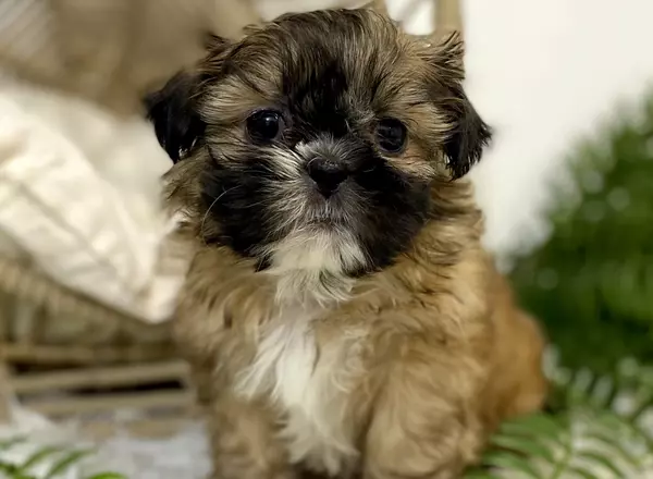 Shih Tzu - Chlowie