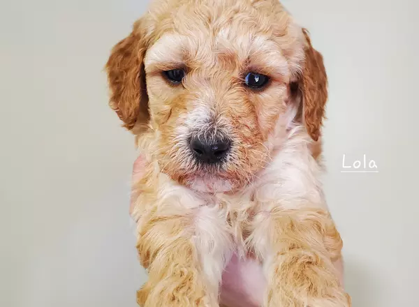 Miniature Poodle - Lola