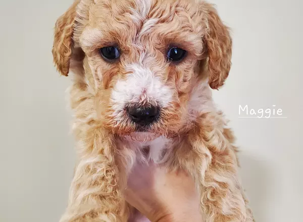 Miniature Poodle - Maggie