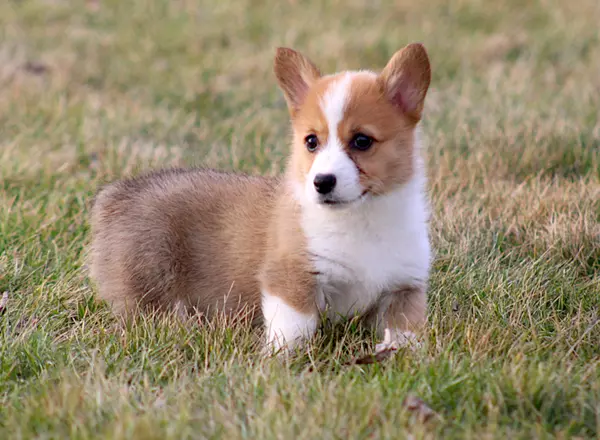 Welsh Corgi -Pembroke - Nikki