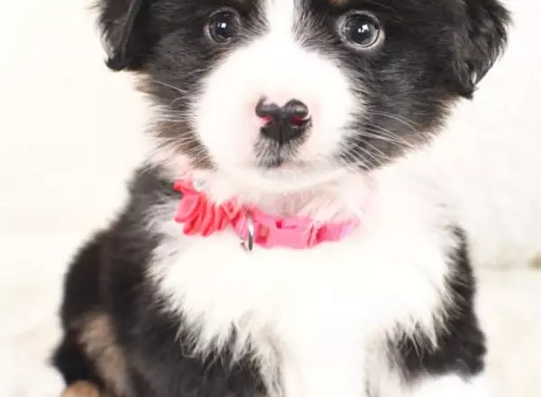 Miniature Australian Shepherd - Sally