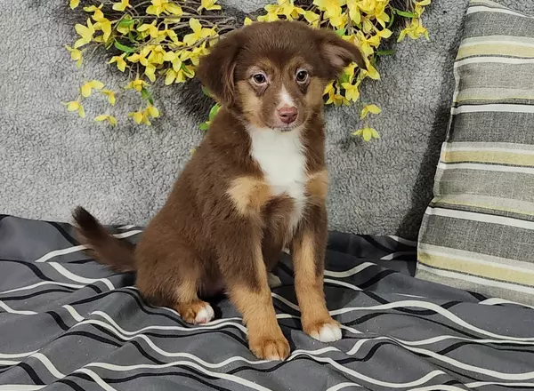 Miniature Australian Shepherd - Faith