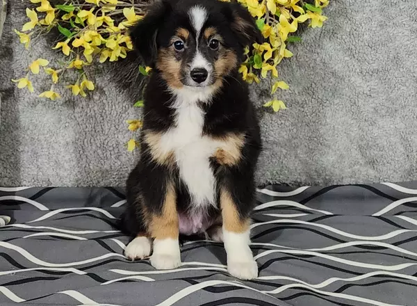 Miniature Australian Shepherd - Irvin
