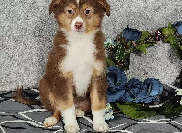 Miniature Australian Shepherd - Bennett
